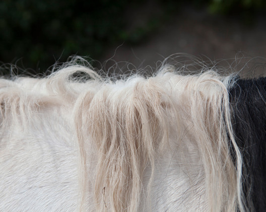 Christopher Barr: from the ‘Horse Identification’ series | Horse Drawn | Wednesday 29 January – Sunday 9 February 2014 | Photo Museum Ireland