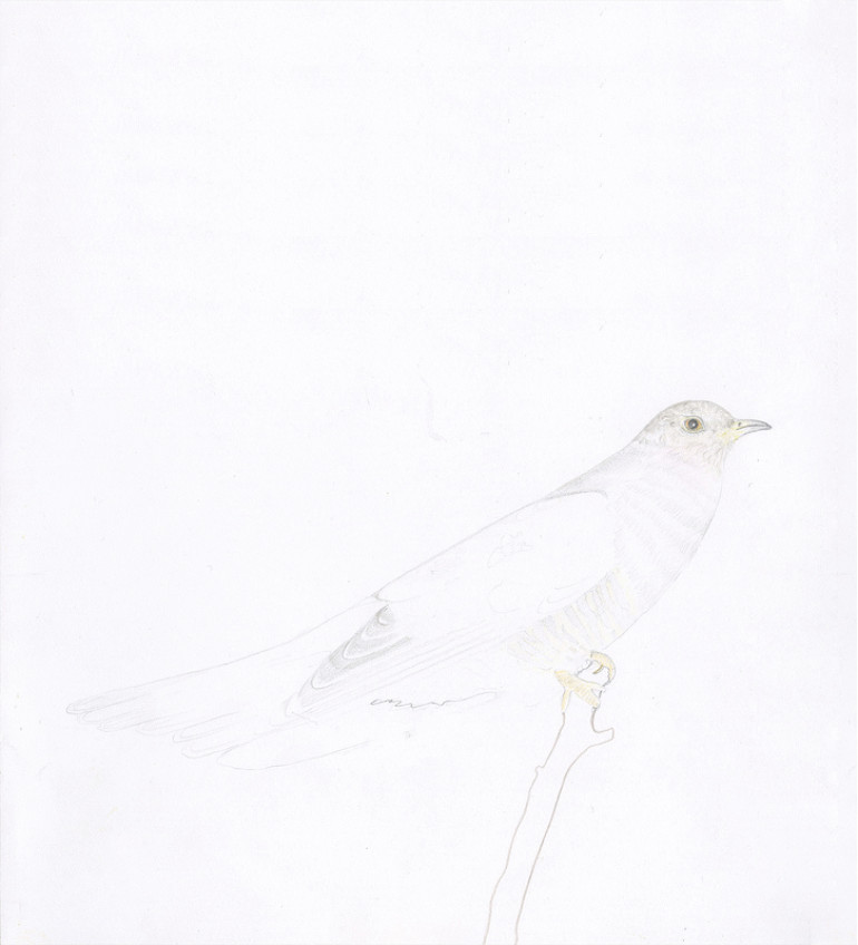 William McKeown, Open Drawing - Cuckoo, pencil on paper, 28 x 25 cm / 11 x 9.8 in | William McKeown: Cloud Cuckoo Land | Friday 16 October – Saturday 21 November 2015 | Kerlin Gallery