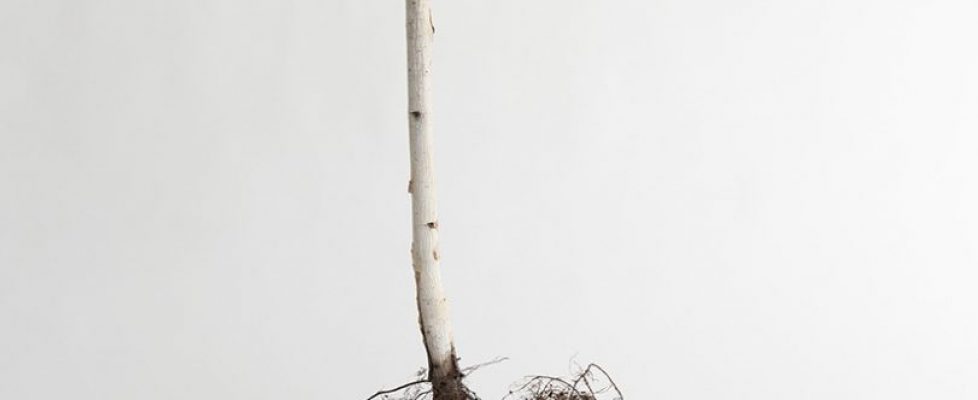 The_Past_Is_A_Foreign_Country_2018_detail_2_one_tree_-_installation_with_20_Birch_trees_paper_polymer_paint__twine_300_cm_x_400_x_300_cm__Anita_Groener_SCREEN