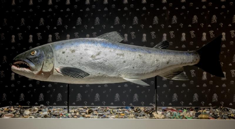 Mark Dion, The Salmon of Knowledge Returns, 2015 | Study Morning: Our Plundered Planet | Friday 12 July | Hugh Lane Gallery