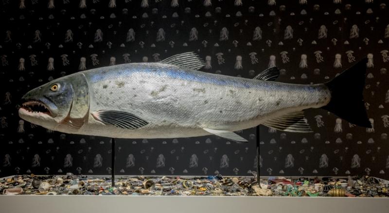 Mark Dion, The Salmon of Knowledge Returns, 2015 | Study Morning: Our Plundered Planet | Friday 12 July 2019 | Hugh Lane Gallery