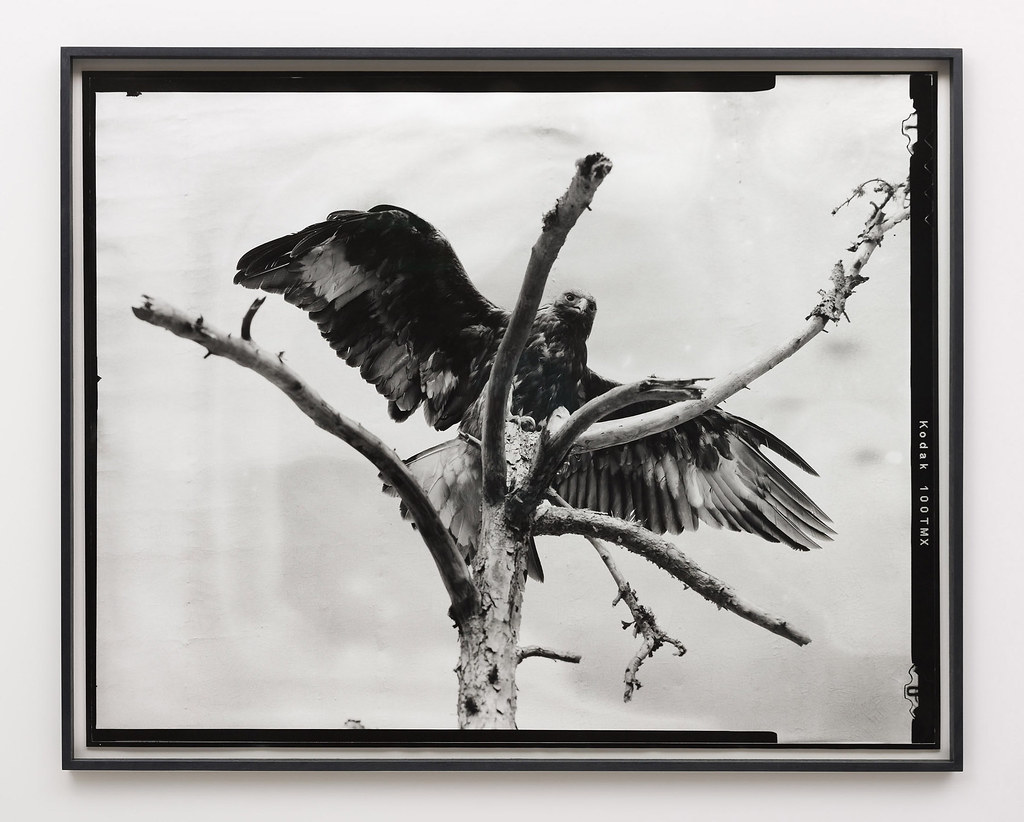 Gerard Byrne: Eight beast, 2018, Analogue silver gelatin print, edition of 4 + 1AP, 99 x 123 cm/39 x 48.4 in | Gerard Byrne: Beasts | Wednesday 27 January – Saturday 27 February 2021 | Kerlin Gallery Gerard Byrne: Eight beast, 2018, Analogue silver gelatin print, edition of 4 + 1AP, 99 x 123 cm/39 x 48.4 in | Gerard Byrne: Beasts | Wednesday 27 January – Saturday 27 February 2021 | Kerlin Gallery