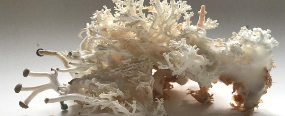 Mycelial-sculpture_whats-on