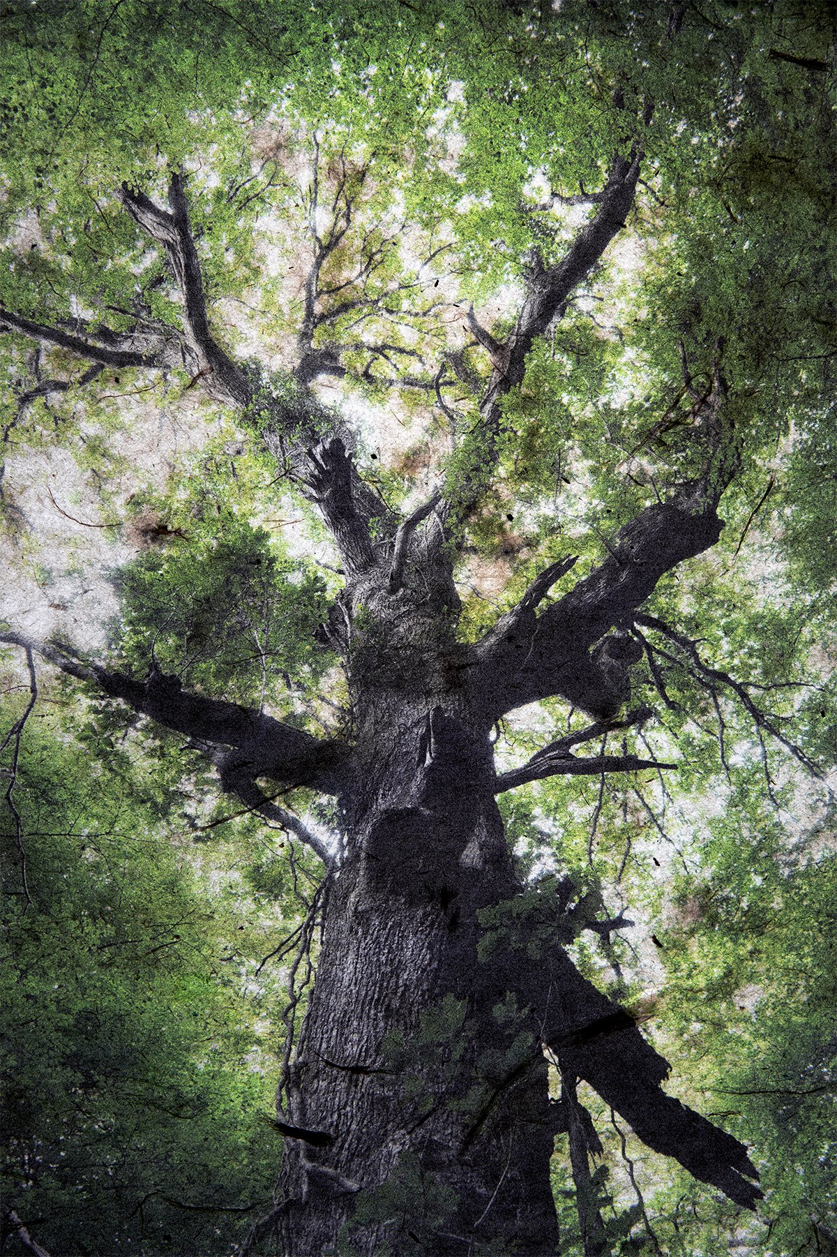 Rachel McClure: The Heart is a Lonely Hunter | Thursday 23 March – Saturday 15 April 2023 | Photo Museum Ireland | Image: very textured colour photo of an old, very tall tree, view looking upwards right next to the trunk 
