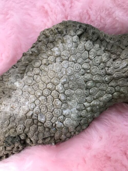 Darran McGlynn: Leaves Ground | Friday 16 June – Friday 11 August 2023 | Roscommon Arts Centre | Image: photo of what looks like a fossil against a pink fluffy background; the possible fossil has a rough honeycomb pattern of hexagonal shapes, each with a circle and a hole in the circle 