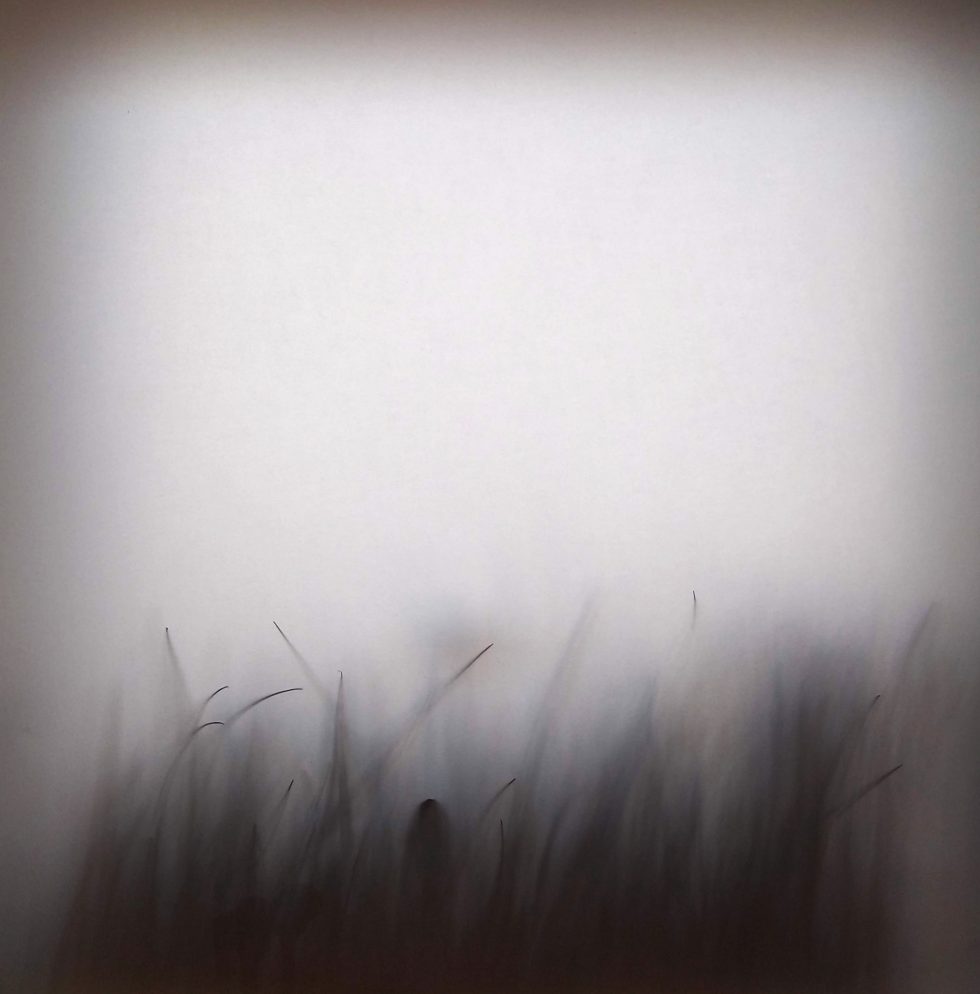 Charys Wilson: Spaces Between | Saturday 3 June – Saturday 22 July 2023 | Golden Thread Gallery | Image: an almost black-and-white photo of grasses – in fact ‘handcrafted botanicals’ – in a thick fog or pressed up against a very fine gauze 