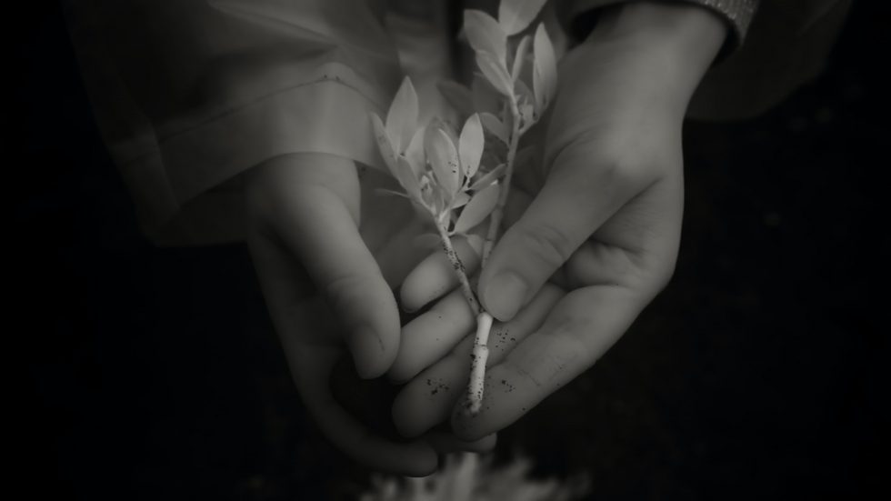 Clare Langan: The New Dawn Fades | Saturday 8 July – Thursday 31 August 2023 | Golden Thread Gallery | Image: black-and-white photo / film still of two hands holding out towards us a plant cutting, all against a very dark background except for the hint of the top of a flower bottom centre 