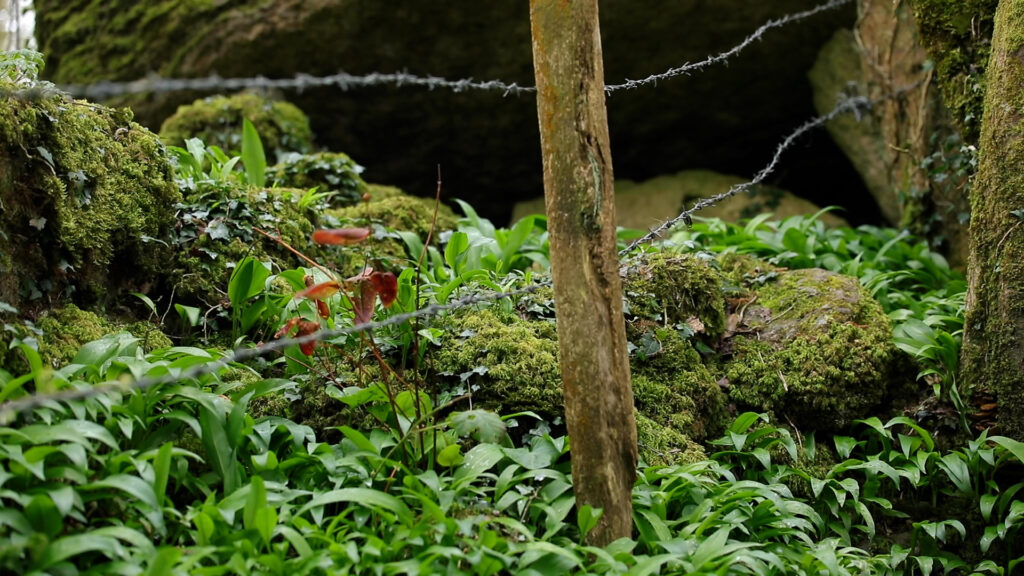 Laura Skehan: Future Distant Memory Calls | Friday 25 August – Sunday 29 October 2023 | Roscommon Arts Centre | Image: photo of a leafy and mossy undergrowth; a slightly leaning fencepost almost bisects the image vertically; we see two strands of barbed wire snaking across the image from left to top right, disappearing briefly behind the fencepost 