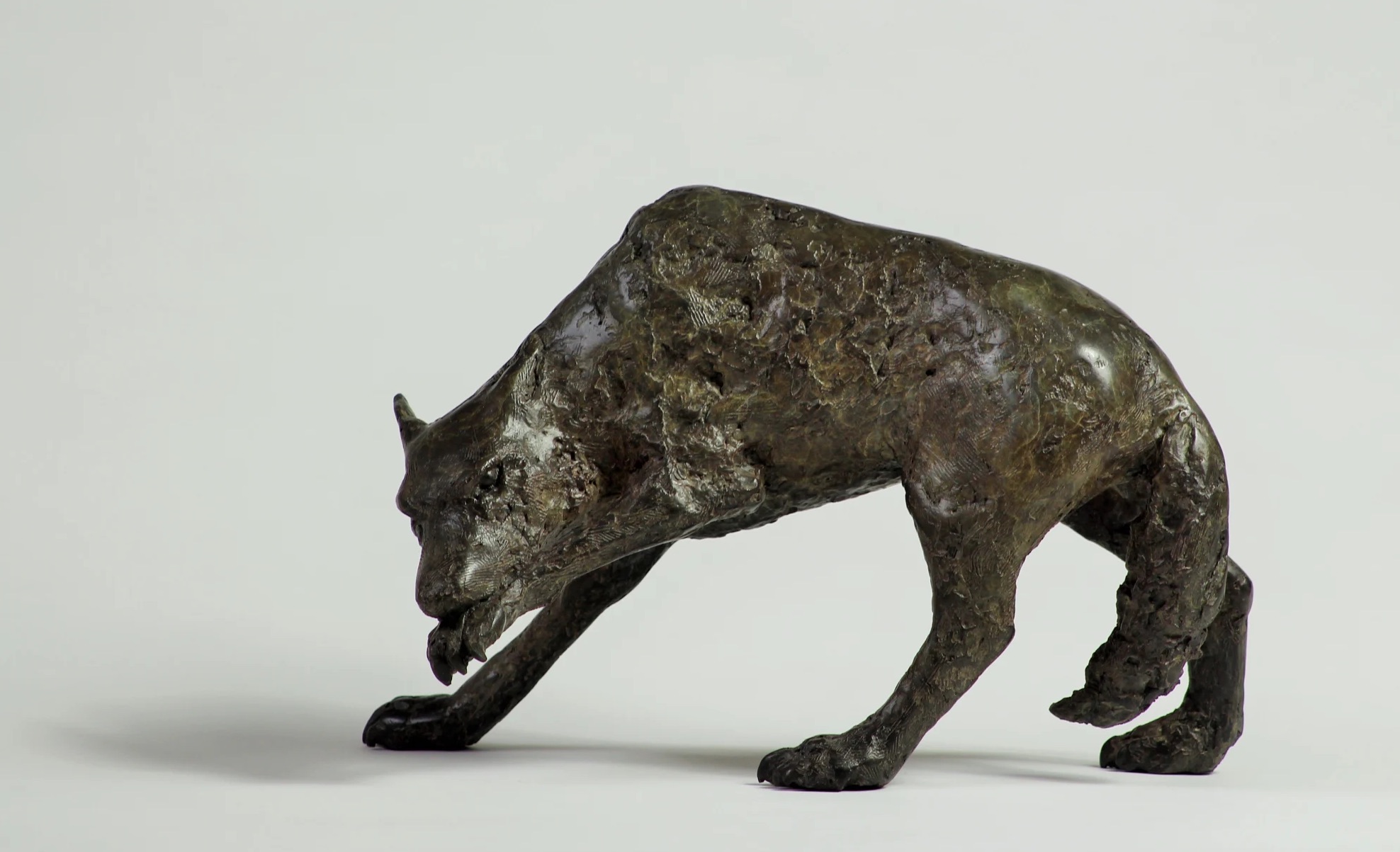 Peter Killeen, The Wolf that bites its Paw, bronze, edition of 9, 27 x 13 x 18cm, 2023 | Peter Killeen: The Medieval Bestiary | Thursday 31 August – Saturday 23 September 2023 | Solomon Fine Art | Peter Killeen, The Wolf that bites its Paw, bronze, edition of 9, 27 x 13 x 18cm, 2023 – realistic bronze model of a wold doing just what the title says; its left front paw is raised, and the head lowered with the mouth seizing the paw; we have a side-on view; the sculpture is photographed against a white surface curving into a white background, with minimal shadow from lighting mostly to the right 