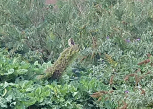 The New Wild: Surrounded by self-seeded Kale and Buddleia davidii, a Female Sparrow hawk uses Echium pininana as hunting perch. NCAD FIELD, September 2020. Photo: Gareth Kennedy | Rewild Dublin? | Wednesday 15 May 2024 | NCAD Gallery | Image : The New Wild: Surrounded by self-seeded Kale and Buddleia davidii, a Female Sparrow hawk uses Echium pininana as hunting perch. NCAD FIELD, September 2020. Photo: Gareth Kennedy | quite blurry photo of a pretty wild looking patch, full of plants; there is what looks like a green-brown stump sticking up at an angle more or less in the centre of the photo, and on it is apparently a female sparrow hawk – there is certainly a birdlike shape on the stump 