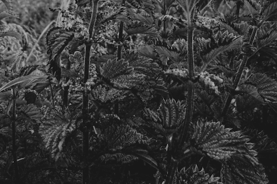 The Sky is Falling! | Friday 13 September – Saturday 16 November 2024 | Ormston House | Image: black-and-white photo of stems and leaves, maybe nettles? 