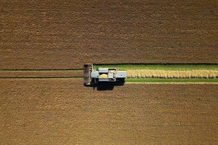 Blaise Smith RHA: 'CROP', 2024 (Still) | Blaise Smith: CROP | Saturday 22 February – Sunday 27 April 2025 | Butler Gallery | Image: Blaise Smith RHA: 'CROP', 2024 (Still) | film still in which we are apparently seeing a combine harvester in action, viewed from above; it is going from right to left across the centre of the image, cutting the dark-brown hay (if it is hay) and leaving behind it a trail of yellow cut hay lying on green grass … if it is hay; the harvester appears to be following two tracks already cut in front of it in the hay, if it is hay 