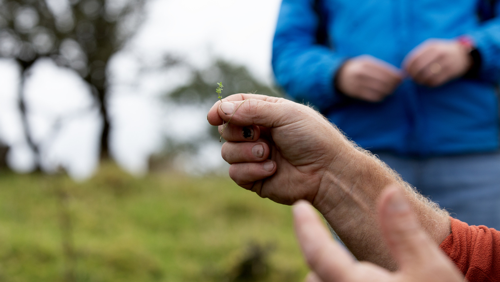 Photo by Brian Farrell | Farm Walks – Creative Showcase | Tuesday 28 January – Saturday 5 April 2025 | The Dock | Image: Photo by Brian Farrell | we see a somewhat grubby right hand holding a tiny sprig of some green-leafed plant; the view is side-on at hand height; a bit closer to use we have the thumb and index finger of the out-of-focus left hand, which is gesturing; we get a glimpse of an orange sleeve on the right arm; behind, we see the midriff of a second person, who is wearing a very blue anorak; their hands are visible, meeting each other in the middle; the figure is not much in focus, and even more blurred is the background, which is of a hillocky field, probably, with signs of two or more trees no few or no leaves 