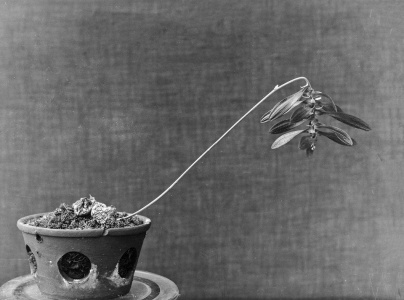 Bulbophyllum refractum, Black and white lantern slide. ca. 1900, courtesy of the National Botanic Gardens, Glasnevin / OPW REF:NBG/PHO/ORC/1/4 | Composting Colonialism: Towards the Radical Garden | Saturday 26 July – Saturday 4 October 2025 | Mermaid Arts Centre | Image: Bulbophyllum refractum, Black and white lantern slide. ca. 1900, courtesy of the National Botanic Gardens, Glasnevin / OPW REF:NBG/PHO/ORC/1/4 | black-and-white photo of what may be an orchide in a clay pot; the plantseems barely to hav leaves and, with the pot on the left, it tilts at at 45-degree angle towards the right, with what seem to be heavy buds weighing down the stem; the pot has large round holes in its side through which we can apparently see soil; the background seems to be some sort of hessian Bulbophyllum refractum, Black and white lantern slide. ca. 1900, courtesy of the National Botanic Gardens, Glasnevin / OPW REF:NBG/PHO/ORC/1/4 | Composting Colonialism: Towards the Radical Garden | Saturday 26 July – Saturday 4 October 2025 | Mermaid Arts Centre | Image: Bulbophyllum refractum, Black and white lantern slide. ca. 1900, courtesy of the National Botanic Gardens, Glasnevin / OPW REF:NBG/PHO/ORC/1/4 | black-and-white photo of what may be an orchide in a clay pot; the plantseems barely to hav leaves and, with the pot on the left, it tilts at at 45-degree angle towards the right, with what seem to be heavy buds weighing down the stem; the pot has large round holes in its side through which we can apparently see soil; the background seems to be some sort of hessian