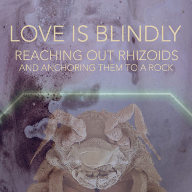 McGibbon O’Lynn: Love is blindly reaching out rhizoids and anchoring them to a rock | CCA 
5-7 Artillery Street Derry~Londonderry | Saturday 28 June to Saturday 13 September 2025 | to 