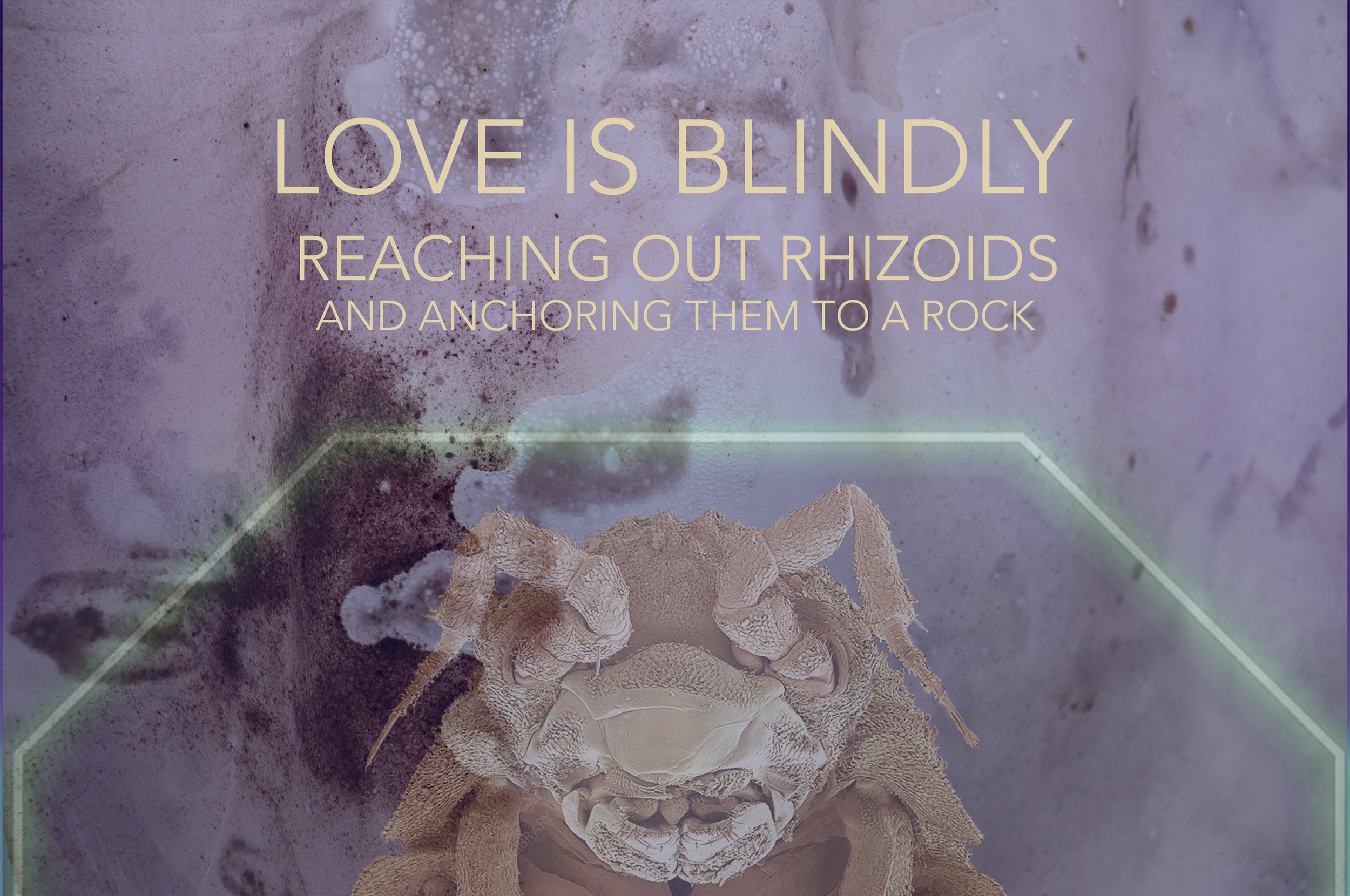 McGibbon O’Lynn: Love is blindly reaching out rhizoids and anchoring them to a rock | Saturday 28 June – Saturday 13 September 2025 | CCA | Image: photo of the head of some sort of alarming critter, insect-ish; that’s bottom centre, sort-of framed by a pale-green glowing neon line that has a perspectival effect applied; the whole lot is overlaid by a organic goo photo effect McGibbon O’Lynn: Love is blindly reaching out rhizoids and anchoring them to a rock | Saturday 28 June – Saturday 13 September 2025 | CCA | Image: photo of the head of some sort of alarming critter, insect-ish; that’s bottom centre, sort-of framed by a pale-green glowing neon line that has a perspectival effect applied; the whole lot is overlaid by a organic goo photo effect