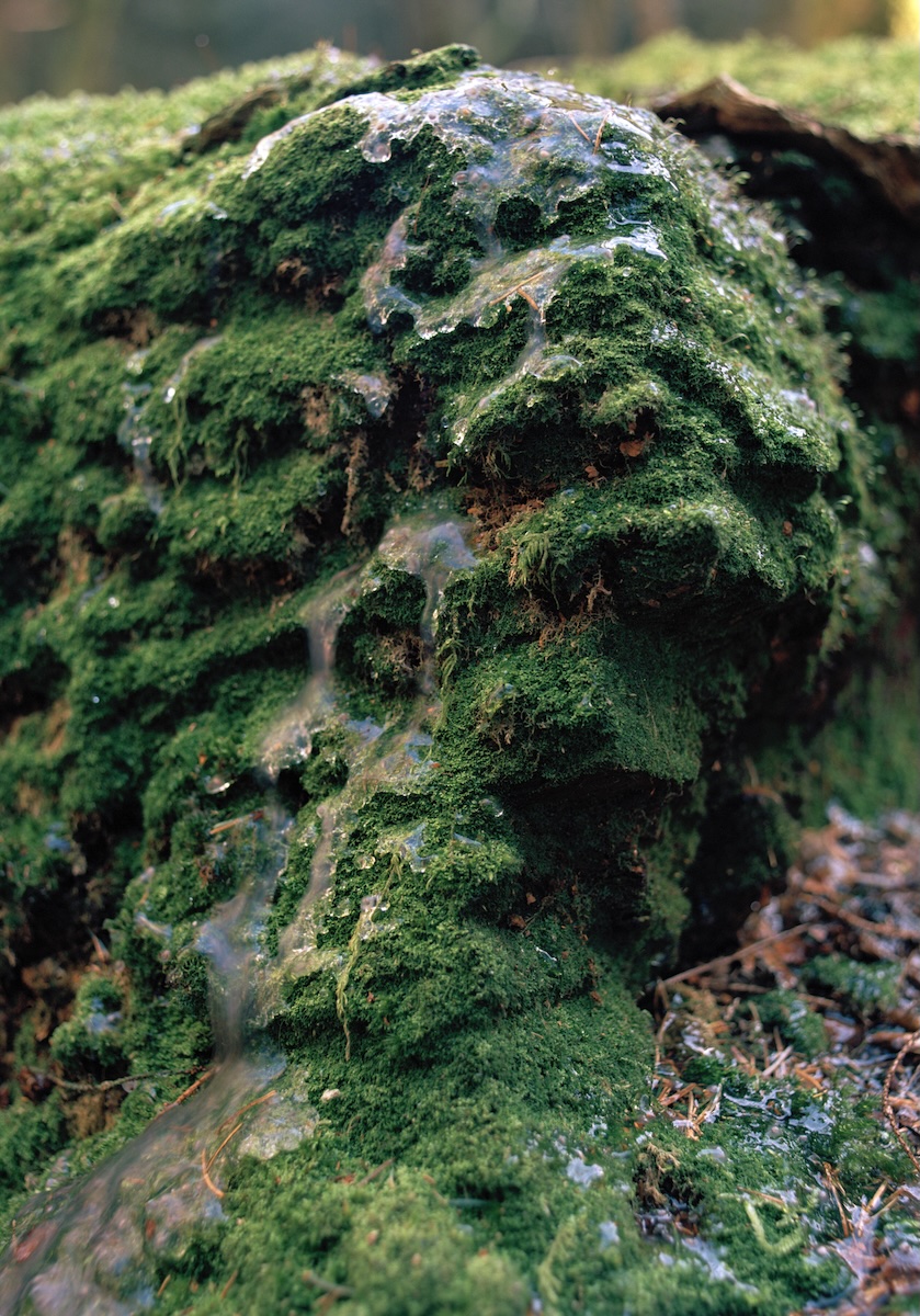 Bassam Issa Al-Sabah, Jennifer Mehigan and Caoimhín Gaffney: To be Spat Back Out | Saturday 26 July – Saturday 23 August 2025 | GOMA Gallery of Modern Art | Image: photo from side-on of moss covered, it seems, by random sheets of thin ice 