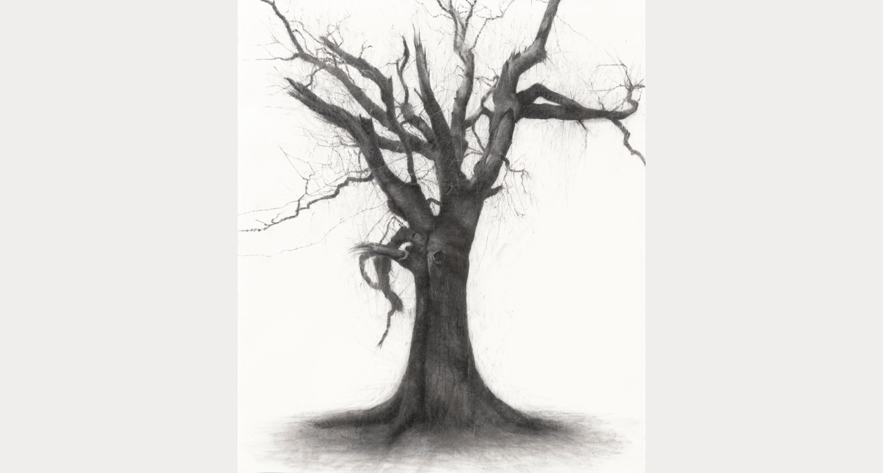 Lelia Henry. Sadhbh. 2025. Charcoal on paper. 300x140cm. Photograph Dickon Whitehead (1) | Lelia Henry: Conversations with Trees | Friday 21 November – Sunday 21 December 2025 | Royal Hibernian Academy | Image: Lelia Henry. Sadhbh. 2025. Charcoal on paper. 300x140cm. Photograph Dickon Whitehead | drawing of a pretty wasted looking tree, hopefully mid-winter as there are no leaves, just many broken limbs and general tatteredness; all against a white background Lelia Henry. Sadhbh. 2025. Charcoal on paper. 300x140cm. Photograph Dickon Whitehead (1) | Lelia Henry: Conversations with Trees | Friday 21 November – Sunday 21 December 2025 | Royal Hibernian Academy | Image: Lelia Henry. Sadhbh. 2025. Charcoal on paper. 300x140cm. Photograph Dickon Whitehead | drawing of a pretty wasted looking tree, hopefully mid-winter as there are no leaves, just many broken limbs and general tatteredness; all against a white background
