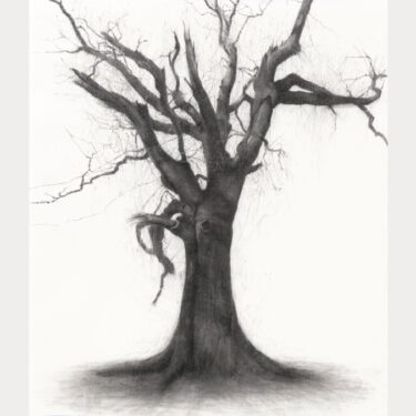 Lelia Henry: Conversations with Trees | Royal Hibernian Academy 
15 Ely Place, Dublin 2 | Friday 21 November to Sunday 21 December 2025 | to 