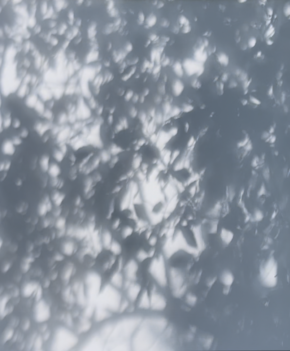 Charys Wilson: Half Light | Thursday 13 November – Wednesday 17 December 2025 | Atypical Gallery | This appears to a a moody, greyscale photo of the pattern of leaf shadows on a pale wall Charys Wilson: Half Light | Thursday 13 November – Wednesday 17 December 2025 | Atypical Gallery | This appears to a a moody, greyscale photo of the pattern of leaf shadows on a pale wall