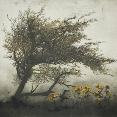 Winter Show 25 |  SO Fine Art Editions 
 Powerscourt Townhouse Dublin 2  |  from Saturday 6 December | to 2026-01-31