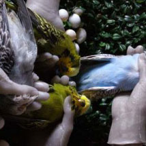 Emer Roberts: Inanimate Beauty |  Stone Gallery 
70 Pearse Street Dublin 2 (opposite Pearse Street Library) | Thursday 8 July to Saturday 17 July 2010 | to 