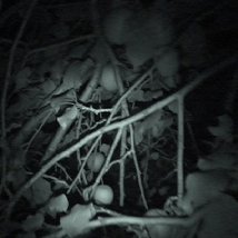 Miroslaw Balka: Between Honey and Ashes (Part 2) |  Douglas Hyde Gallery 
Trinity College, Dublin 2 | Friday 21 January to Wednesday 23 March 2011 | to 