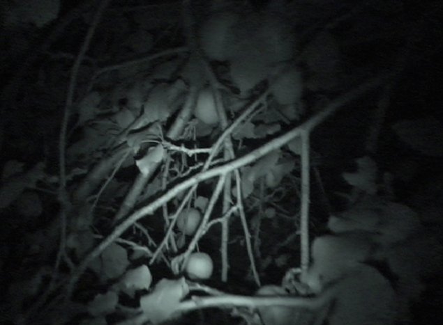 Miroslaw Balka: apple T, 2009/2010 Video Courtesy the artist | Miroslaw Balka: Between Honey and Ashes (Part 2) | Friday 21 January  – Wednesday 23 March 2011 | Douglas Hyde Gallery