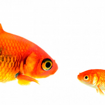 Memory Lab: Have I Seen You Before? |  Science Gallery 
Pearse Street Dublin 2 | Thursday 10 March to Friday 8 April 2011 | to 