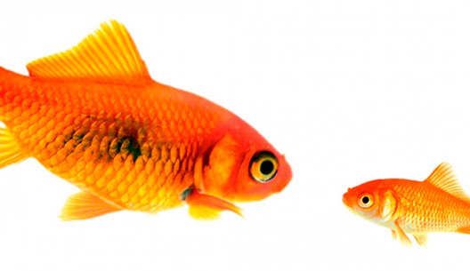 Memory Lab: Have I Seen You Before? | Thursday 10 March  – Friday 8 April 2011 | Science Gallery