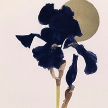 Gallery and Visiting Artists |  Graphic Studio Gallery 
off Cope Street Temple Bar, Dublin 2 | Friday 15 April to Thursday 28 April 2011 | to 