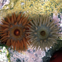 Daragh Muldowney: Jewellery Box – Ireland’s Hidden Gems |  Dúlra Photography @ TileStyle 
TileStyle Ballymount Retail Centre Dublin 24 | Thursday 7 July to Sunday 31 July 2011 | to 