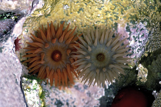 Daragh Muldowney: Jewellery Box – Ireland’s Hidden Gems | Thursday 7 July  – Sunday 31 July 2011 | Dúlra Photography @ TileStyle