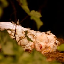 Sensory Threshold – 126 Annual Graduate Exhibition |  126 
15 St Brigid’s Place Hidden Valley, Galway City  | Saturday 3 September to Saturday 24 September 2011 | to 