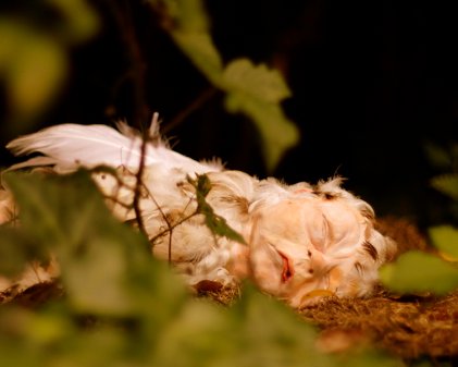 Suzanne Dolan: Dining on Delicacies, 2011 | Sensory Threshold – 126 Annual Graduate Exhibition | Saturday 3 September  – Saturday 24 September 2011 | 126