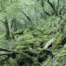 Simon Burch: On Common Ground |  Rua Red 
South Dublin Arts Centre Tallaght, Dublin 24 | Saturday 24 September to Saturday 29 October 2011 | to 