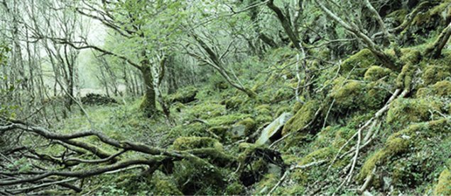 Simon Burch: On Common Ground | Saturday 24 September  – Saturday 29 October 2011 | Rua Red