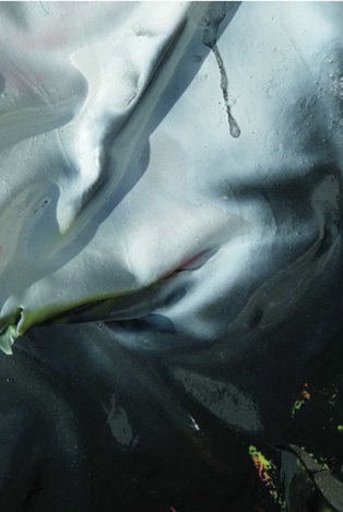 Lisa Shaughnessy: bury or drown (detail), 2011, Polyvinyl acetate, aerosol paint and pigments, 109 cm x 58 cm

 | Amharc Fhine Gall VIII: Unknown Knowns | Friday 18 November 2011  – Saturday 25 February 2012 | Draíocht