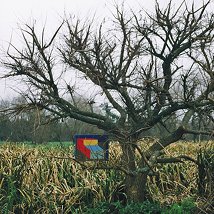 Magdalena Jitrik: International Lantern |  The Belltable 
69 O'Connell Street Limerick | Friday 19 October to Friday 23 November 2012 | to 