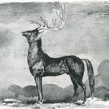 Metamorphosis |  PS2 
11 Rosemary Street Belfast | Friday 19 October to Saturday 10 November 2012 | to 