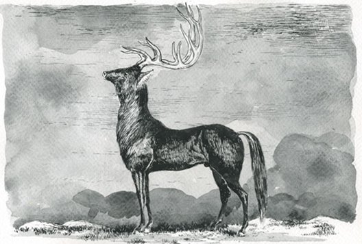 Stephen Brandes: From a secret history of Victorian genetic development (Staghorse), 2011, gouache on watercolour paper; courtesy the artist / Rubicon Gallery | Metamorphosis | Friday 19 October  – Saturday 10 November 2012 | PS2