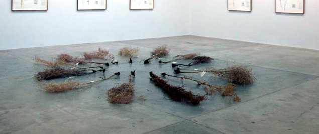 Christine Mackey: Seed Matter | Thursday 24 January  – Friday 15 March 2013 | Limerick City Gallery