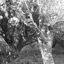 Helena Gorey: The Orchard |  Butler Gallery 
Evans’ Home John’s Quay, Kilkenny | Saturday 9 March to Sunday 21 April 2013 | to 