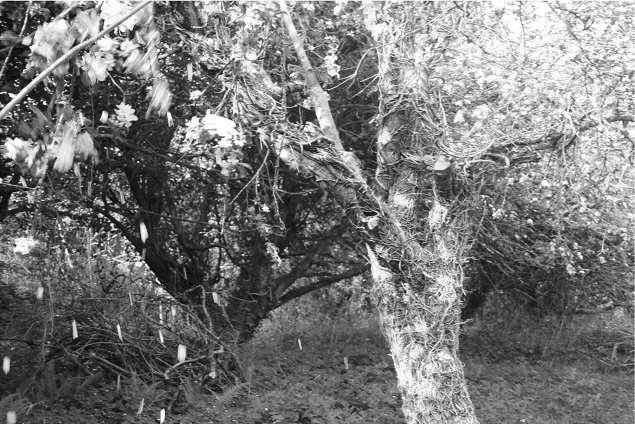 Helena Gorey: The Orchard | Saturday 9 March  – Sunday 21 April 2013 | Butler Gallery