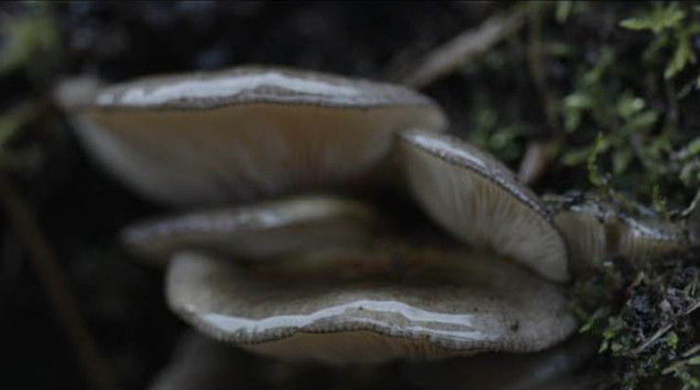 Willie Doherty: Secretion, 2012, video installation, HD video projector, Blu-Ray player, stereo amplifier, two speakers, High definition video, colour and sound, duration: 20 min, © Willie Doherty, image courtesy of the artist and Kerlin Gallery, Dublin | Willie Doherty: Secretion | Tuesday 21 May  – Sunday 1 September 2013 | IMMA @ NCH