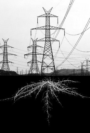 Dave Madigan and Méadhbh O’Connor: powers + roots | Thursday 23 May  – Saturday 1 June 2013 | Project Space at PP/S