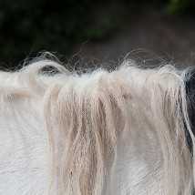 Horse Drawn |  Photo Museum Ireland 
Meeting House Square Temple Bar, Dublin 2 | Wednesday 29 January to Sunday 9 February 2014 | to 
