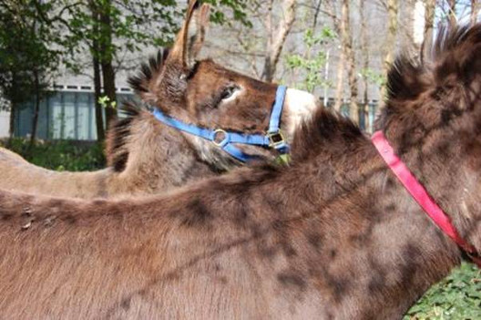 Isabel Nolan: Image courtesy of the artist and Kerlin Gallery, Dublin. © Isabel Nolan. Thanks to the Donkey Sanctuary Irl., Liscarroll, Mallow, Co. Cork, for their assistance.

 | Isabel Nolan: The Weakened Eye of Day | Saturday 7 June  – Sunday 21 September 2014 | IMMA