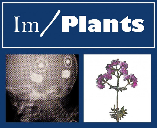 Im/Plants |   deadline noon Monday 9 June | National Sculpture Factory