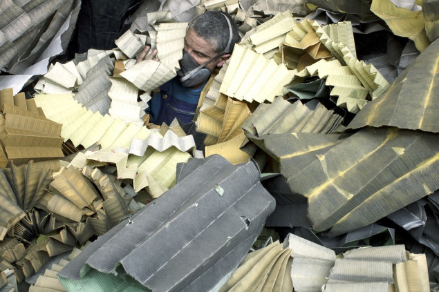 Bénédicte Coleman: Papyrus Infiltrans (Mutative Species) | Friday 20 June  – Thursday 3 July 2014 | Crawford Art Gallery